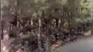 بوسك