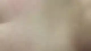 الحمار العربي الكبير